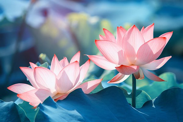 Hoa sen: Hoa sen là một loài hoa có mùi hương thanh khiết, vẻ ngoài sang trọng sen được đánh giá là loài hoa có cốt cách thanh cao, phú quý. Trong đạo nhà phật hoa sen chính là một biểu tượng “gần bùn mà không tanh mùi bùn”.