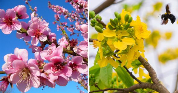 Đồng thời, hai loại hoa này còn có tác dụng xua đuổi tà ma, mang đến nguồn sinh khí, giúp con người khoẻ mạnh, bình an nhiều tài lộc.