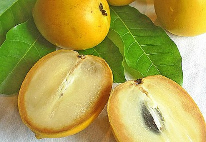 Loại vú sữa này thường ăn tươi. Chỉ cần bổ đôi quả theo chiều dọc và thưởng thức phần thịt mềm bên trong. (Ảnh: Dengarden)