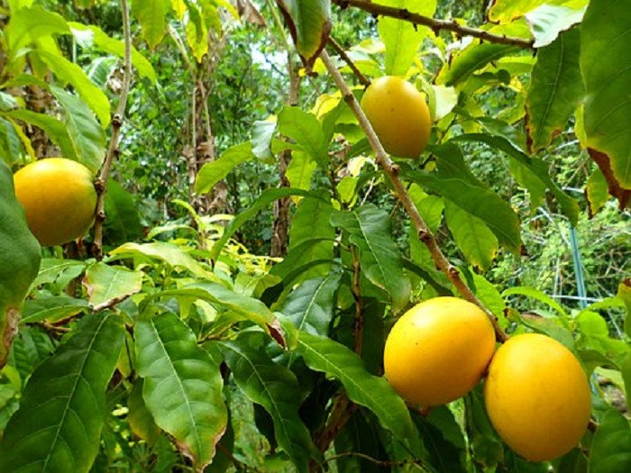 Thực tế, vú sữa hoàng kim có tên gọi Abiu, vốn là một loại cây ăn quả mọc hoang ở Hawaii. (Ảnh: Dengarden)