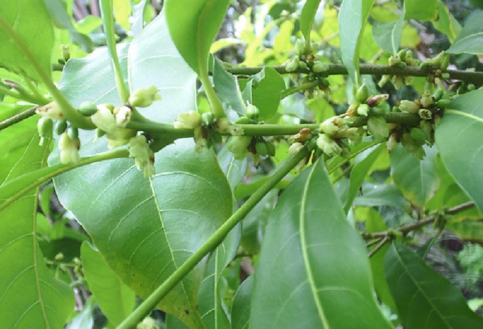 Abiu là cây trồng lưỡng tính, trên cây có cả hoa đực và hoa cái, chúng tự thụ phấn. (Ảnh: Dengarden)
