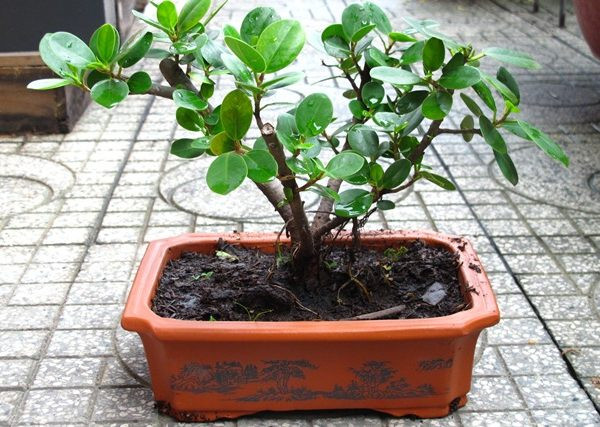 Trồng cây này trong nhà còn gây ảnh hưởng tới việc làm ăn, sức khỏe của những người sống trong nhà. Ảnh minh họa.