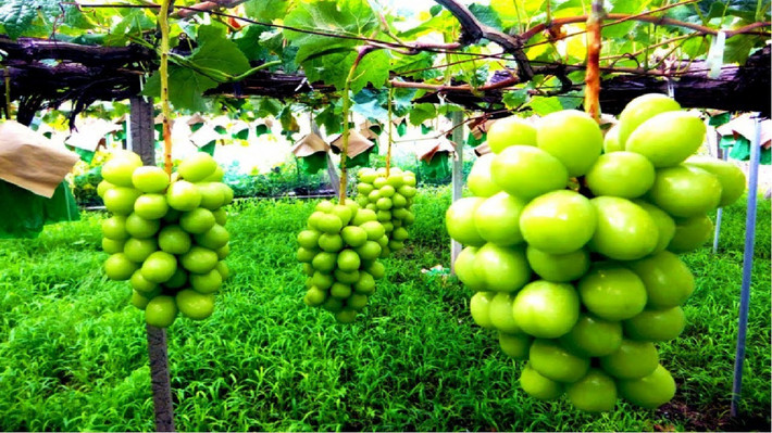 Sở dĩ chúng có giá đắt như vậy là bởi chất lượng tuyệt hảo và quy trình chăm sóc nghiêm ngặt. (Ảnh: Youtube)