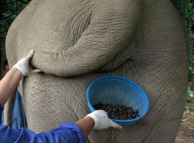 Họ sẽ trộn các quả cà phê vào trong thức ăn của voi như gạo, chuối, me.