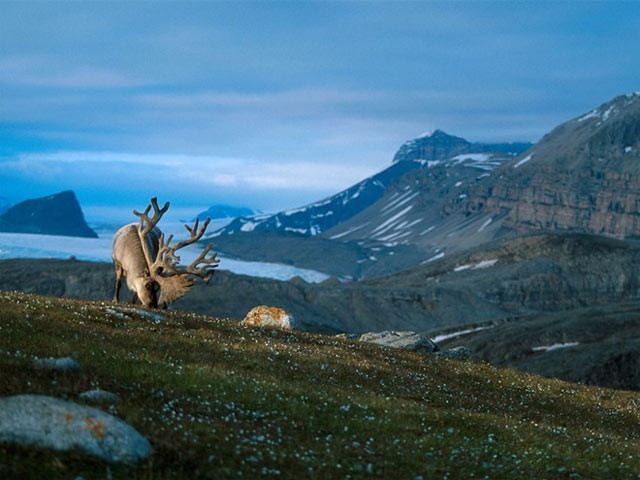 Vùng Svalbard có nhiều tuần lộc và bạn sẽ thấy cảnh quen thuộc này trong phim Frozen.