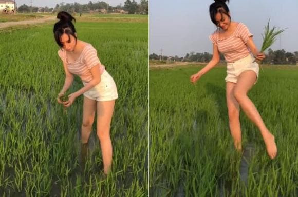 Đây không phải lần đầu tiên Huyền Anh khoe clip đi ra đồng dặm lúa. Đầu tháng 3 năm ngoái, hot girl xứ Nghệ mặc áo hở cổ, quần short trắng lội ruộng từng gây tranh cãi.