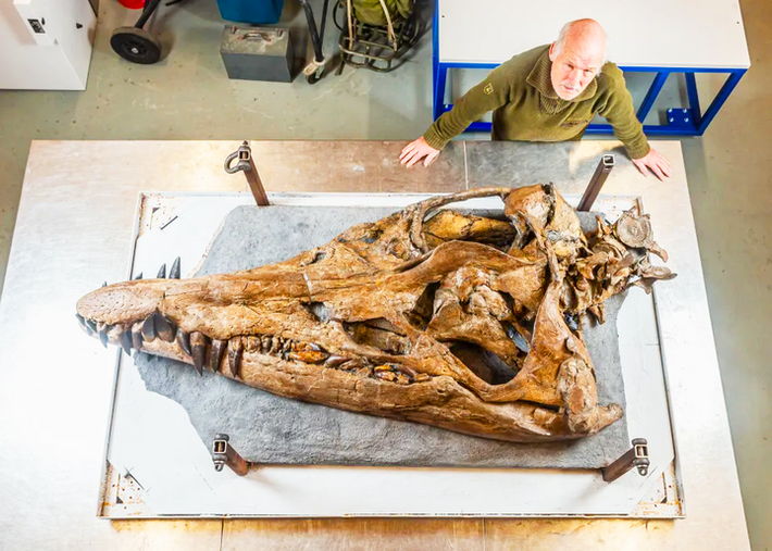 Với đầu lâu dài hơn 2m và chiều dài toàn thân khoảng 12m, nó được mô tả như "T-rex dưới nước".