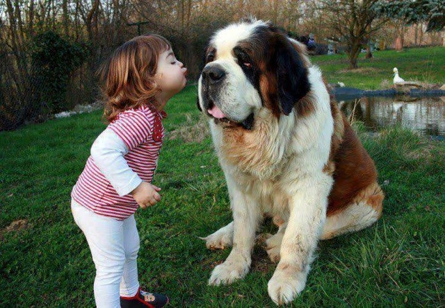7. St. Bernard: Từ vùng núi Alps, St. Bernard được biết đến với tính ôn hòa và dễ thương. Chúng thích hợp cho môi trường lạnh, trung thành và có khả năng cứu hộ.