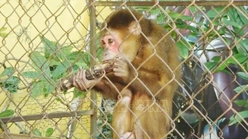 Ngày 13/12, Trung tâm Cứu hộ, Bảo tồn và Phát triển sinh vật thuộc Ban quản lý Vườn Quốc gia Phong Nha – Kẻ Bàng ở tỉnh Quảng Bình thông báo về việc tiếp nhận một cá thể khỉ mặt đỏ từ một người dân tự nguyện giao nộp thông qua Hạt Kiểm lâm thành phố Đồng Hới.