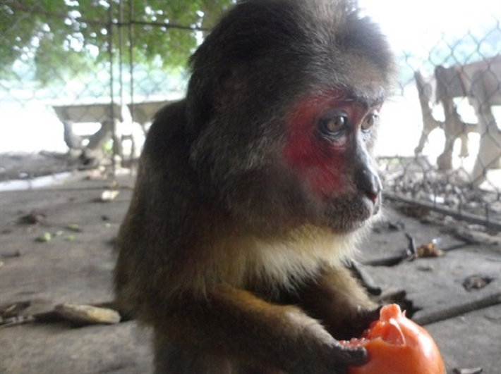 Khỉ mặt đỏ có tên khoa học Macaca arctoides, thuộc họ khỉ Cercopithecidae. Chúng sống ở các khu rừng thấp ở khu vực Nam Á và Đông Nam Á. Tại Việt Nam, chúng được tìm thấy chủ yếu ở các tỉnh miền Trung.