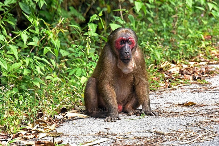 Trong đàn khỉ mặt đỏ thường có một con đực dẫn đầu, mỗi ngày có thể di chuyển 400- 3.000m. Đặc tính khi kiếm ăn của loài khỉ này là phát ra tiếng kêu để gọi nhau hoặc khi nhận thấy nguy hiểm.
