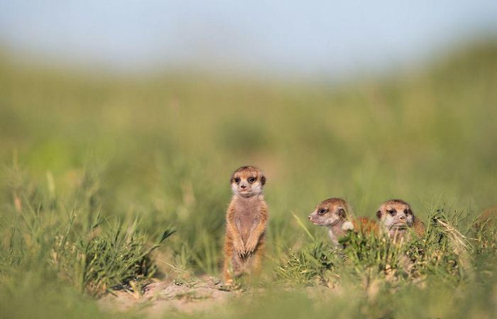 Cầy Meerkat, hay còn gọi là cầy vằn, là loài động vật có vú sống chủ yếu tại sa mạc Kalahari, Botswana và Nam Phi.