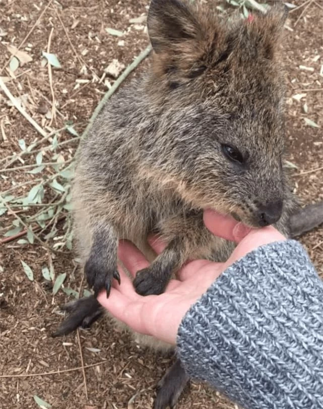 Kangaroo đuôi ngắn cũng khá lanh lợi và nhanh nhẹn, có khả năng leo cây và nhảy cao.