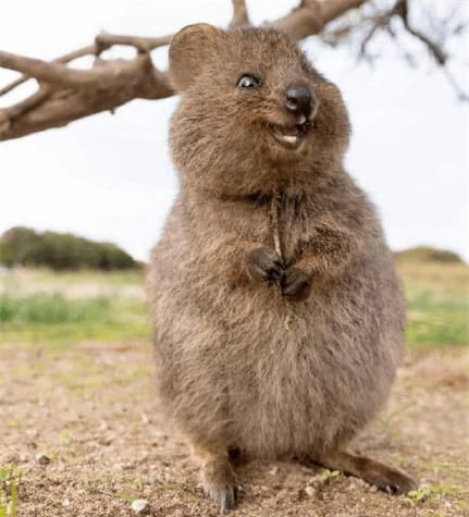 Kangaroo đuôi ngắn sinh ra đã mang tính cách vui vẻ, thân thiện và không sợ hãi con người.