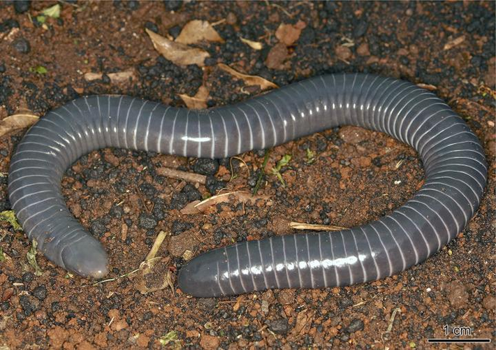 Tất cả các loài giun caecilian thường có thị giác hạn chế và chỉ có thể phân biệt ánh sáng với bóng tối.