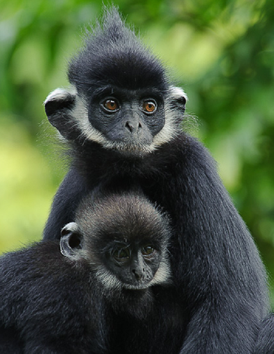 Voọc gáy trắng có tên khoa học là Trachypithecus Hatinhensis. Chúng thuộc bộ Linh trưởng, nhóm IB, cực kỳ quý hiếm, nguy cấp trong Sách Đỏ Việt Nam và Sách Đỏ thế giới.