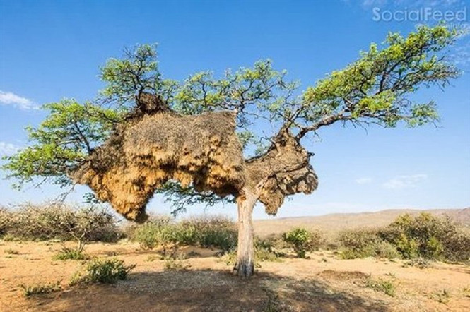 Tổ chim khổng lồ Tại vùng bình nguyên khô cằn tiếp giáp giữa Nam Phi và Namibia, các nhà khoa học đã phát hiện ra một chiếc tổ chim khổng lồ được xây bởi khoảng 500 “kiến trúc sư chim” tài ba. Loài chim này thuộc họ sẻ Ploceidae, có hình dáng nhỏ nhắn, nhanh nhẹn. Theo nhà sinh vật học Gavin Layton thuộc Đại học Miami (Mỹ), chiếc tổ chim lớn nhất thế giới này đã tồn tại hàng trăm năm qua. Nó nặng khoảng 907 kg, dài 6m và rộng 4m, độ dày 2m, có khoảng 100 gian. Mỗi gian nhỏ có cửa vào riêng, là nơi cư trú của 3 đến 4 con chim.