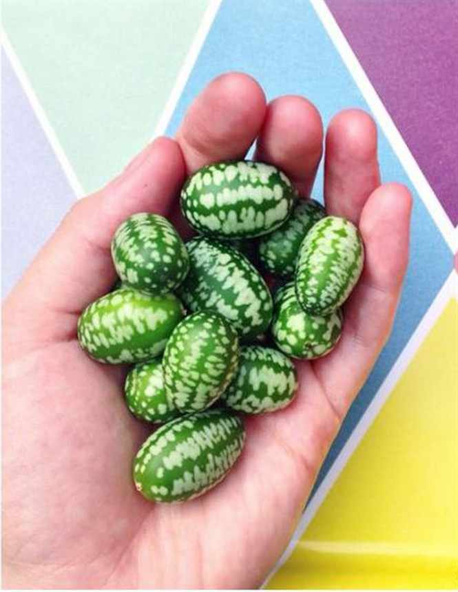 Dưa hấu chuột Loại dưa bé xíu này có tên tiếng Anh là “cucamelon”, không những có vẻ ngoài đẹp mắt mà chúng còn rất ngon và bổ dưỡng nữa. Dưa hấu chuột là loại quả có gốc gác từ Mexico và Nam Mỹ. Chúng được xếp cùng một chi với cả dưa chuột và dưa hấu, có kích cỡ không to hơn quả nho và trông y hệt một phiên bản nhỏ tí hin của dưa hấu. Tuy vậy, vị của loại trái cây độc đáo này lại là sự kết hợp giữa vị thanh mát của dưa chuột và vị chua chua của chanh, có tác dụng giải nhiệt cao.