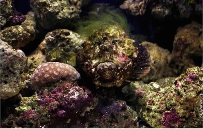2. Cá mặt quỷ (Camouflaged Stonefish): Cá mặt quỷ là loài cá độc nhất trên thế giới, có khả năng gây tử vong cho con người. Ngoài ra chúng là bậc thầy trong việc ngụy trang, hòa mình vào môi trường xung quanh - một lợi thế trong cuộc chiến sinh tồn dưới đáy đại dương.