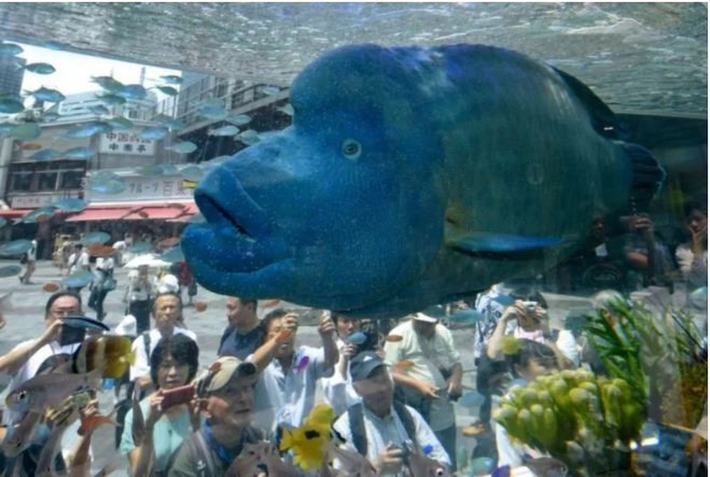 3. Cá đầu cừu (Sheepshead Wrasse): Loài cá kỳ dị này có nguồn gốc từ phía tây Thái Bình Dương, có phần đầu kỳ dị với cằm dài và trán nhô cao