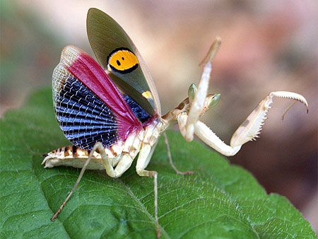 3. Bọ ngựa cánh xanh (Creobroter germmata) - Mặc dù có vẻ đẹp lộng lẫy, nhưng chúng là những tên sát thủ tài năng.