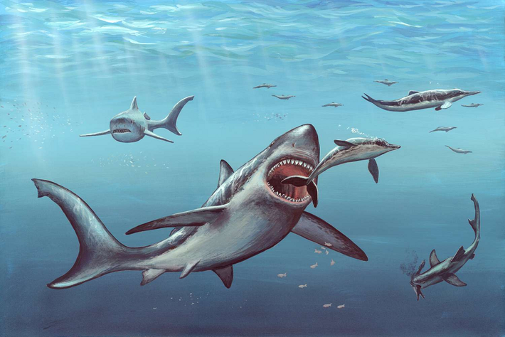 Nguyên nhân chính dẫn đến sự tuyệt chủng của Megalodon vẫn chưa được xác định chính xác. Có nhiều giả thuyết cho rằng sự biến đổi khí hậu và sự suy giảm nguồn thức ăn có thể là những yếu tố quan trọng.