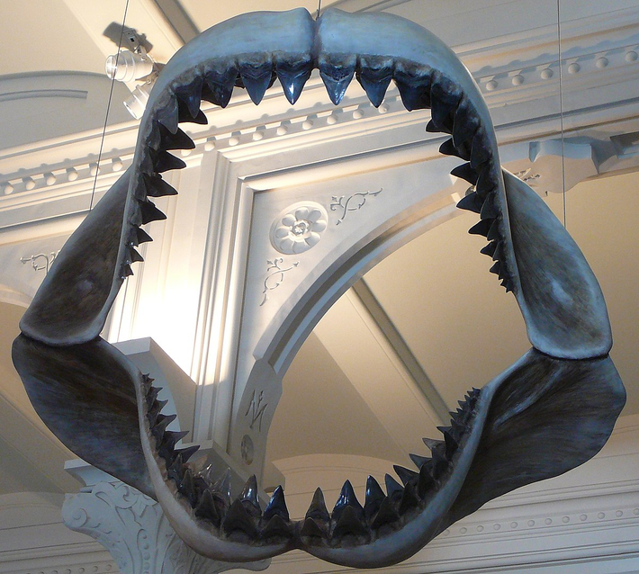 Hàm răng của Megalodon là một trong những đặc điểm nổi bật nhất của nó. Những chiếc răng khổng lồ có thể dài tới 18 cm, to gấp đôi so với chiều dài của răng cá mập trắng hiện đại. Nhờ vào những hàm răng này, Megalodon có thể cắn vỡ xương của các con mồi lớn như cá voi và hạn chế sự chống cự của chúng.