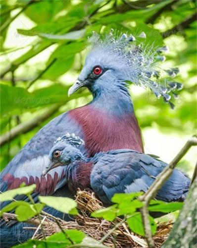 Ngoài vẻ ngoài quyến rũ, chúng còn có tiếng hót êm dịu và bay một cách nhẹ nhàng, tạo nên một hình ảnh yên bình và tinh tế.