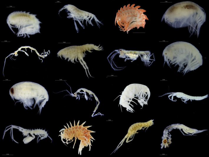 Amphipod có hơn 9.000 loài khác nhau và được tìm thấy ở khắp các khu vực biển, từ vùng biển cạn khô đến độ sâu hơn 10.000 mét. Chúng có hình dạng mảnh mai, với cặp chân dài và nhạy cảm, giúp chúng di chuyển một cách linh hoạt trong môi trường nước.