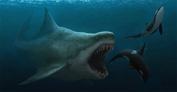 Cá mập Megalodon (C. megalodon) được coi là loài cá mập lớn nhất từng sống trên Trái đất và là một trong những loài săn mồi có xương sống lớn nhất trong lịch sử tự nhiên.