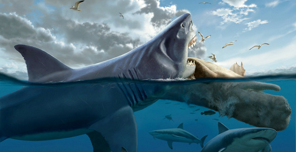 Những con Megalodon tung hoành ở các đại dương từ khoảng 28 triệu năm cho đến tầm 1,6 triệu năm trước, cho đến khi chúng biến mất hoàn toàn trong sự kiện tuyệt chủng ở kỷ Pleistocene.