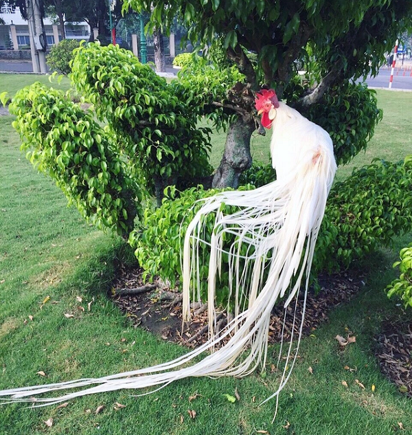 Một ông lão tình cờ nhìn thấy một con gà lớn màu trắng trên núi và quyết định đem nó về nhà nuôi. Sau đó ông nhận thấy con gà màu trắng này sở hữu vẻ ngoài trông chẳng khác gì loài chim phượng hoàng trắng được miêu tả trong các câu chuyện thần thoại.