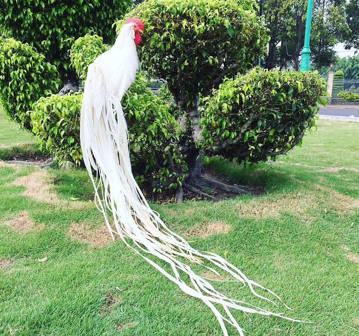 Nhiều người khi nhìn thấy con gà đều cho rằng ông lão thật sự đã nhặt được "phượng hoàng". Đã có người trả giá gần 300 triệu VND để sở hữu con vật đặc biệt này.
