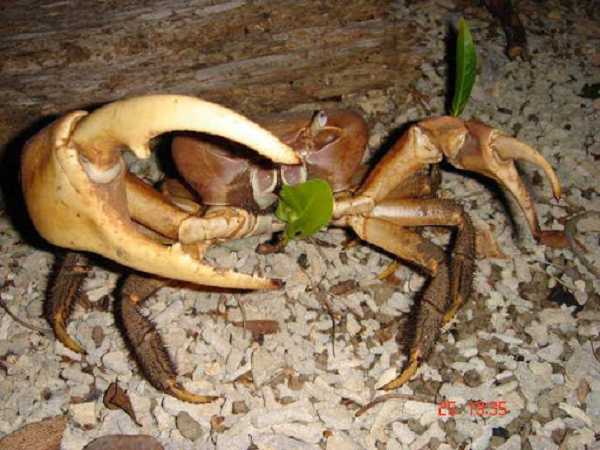 Cua xe tăng có tên khoa học là Cardisoma canifex (Herbst, 1794) thuộc họ cua cạn – Geocarcinidae. Tên giống Cardisoma có nguồn gốc từ tiếng Latinh với sự kết hợp của hai nhóm từ: “Cardi” có nghĩa là “trái tim”, “soma” có nghĩa là “cơ thể”, do hình dạng mai trông rất giống hình trái tim.