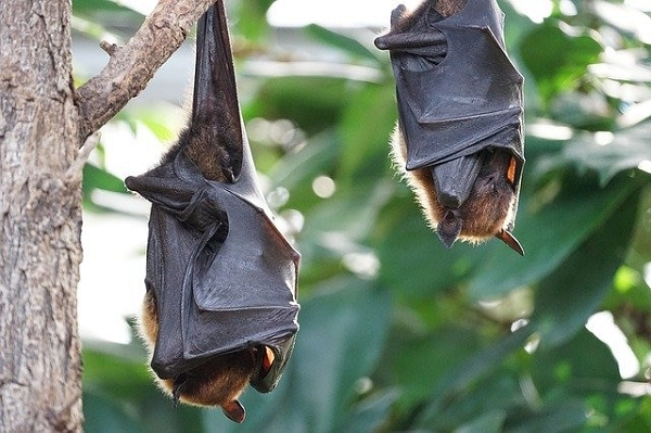 Giống như tất cả các loài dơi megabat, dơi vương miện vàng khổng lồ không thể định vị hoặc sử dụng âm thanh tần số cao để điều hướng.