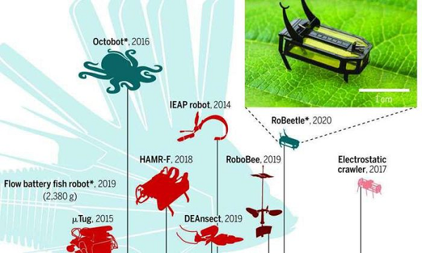 Khi dây cơ nóng và co lại, những van vi mạch nhỏ trong robot tự động đóng lại, ngừng quá trình đốt cháy, giúp sườn và các chi cử động.