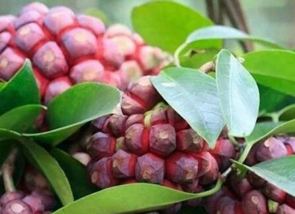 Tại huyện Yên Thế các lương y và các đồng bào dân tộc trên huyện Yên Thế hay dùng làm thuốc thang chữa phong thấp ăn uống kém phụ nữ hãm uống sau khi sinh đẻ chống hậu sản.