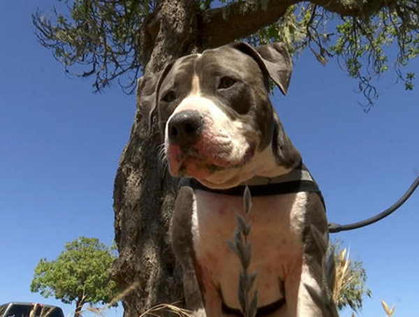 4. Vào cuối tháng 7-2019, tại bờ biển thuộc vịnh Bodega, hạt Sonoma, California, Mỹ, sự việc chú chó pitbull cứu chủ khỏi cá mập tấn công cũng khiến dư luận đặc biệt quan tâm.