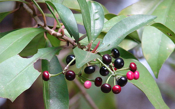 Cây cơm nguội (Ardisia quinquegona Blume), tên gọi khác là cơm nguội năm cạnh, nổ trắng, mác ten, co cáng,… thuộc họ Đơn nem. Quả cây có màu trắng, kết thành chùm nhìn giống cơm nguội nên gọi là "cơm nguội".