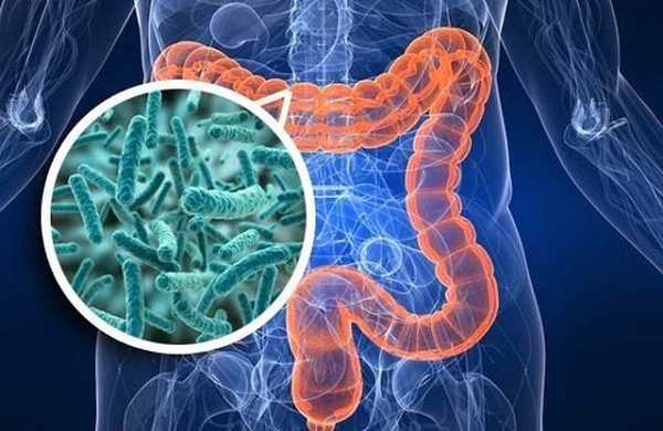 Họ tiếp tục phân tích các chất chuyển hóa trong ruột (sản phẩm của quá trình trao đổi chất) ở cả ba nhóm và phát hiện ra rằng những người sống trăm tuổi có hàm lượng axit mật thứ cấp cao hơn đáng kể so với hai nhóm còn lại.