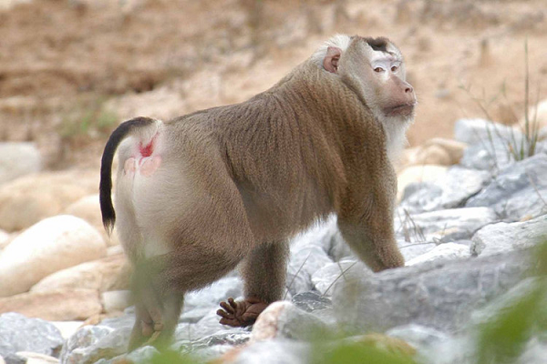Khỉ đuôi lợn có tên khoa học là Macaca leonina. Tên gọi của nó xuất phát từ hình dáng chiếc đuôi kỳ lạ, đây là một trong những loài lớn nhất trong họ nhà khỉ Cercopithecidae.