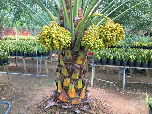 Lá cây có hình dạng chiếc lông chim, chiều dài trung bình khoảng từ 3m đến 6m. Các cọng của lá tỏa ra có chiều rộng tầm khoảng 2cm và chiều dài khoảng 0,3m.