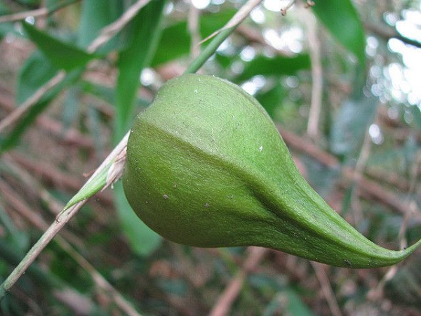 Tuy nhiên người dân bản địa thì mong sự kiện này diễn ra lâu hơn nữa, thậm chí nếu... không xảy ra nữa cũng tốt. Bởi quá trình phát tán hạt giống của cây thu hút rất nhiều loài động vật gặm nhấm và một trong số đó là chuột đen.