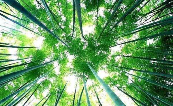 Tuy phát triển nhanh nhưng tre lại chỉ nở hoa một lần trong giai đoạn từ 60 - 100 năm, quãng thời gian bằng cả một đời người.