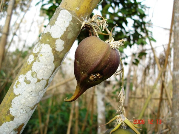 Cây Melocanna Baccifera là cây thuộc họ tre, trúc, chiếm phần lớn số lượng các loài cây cùng họ tại Ấn Độ. Cây chỉ cho hoa mỗi 44 - 48 năm/lần, thậm chí là lâu hơn.