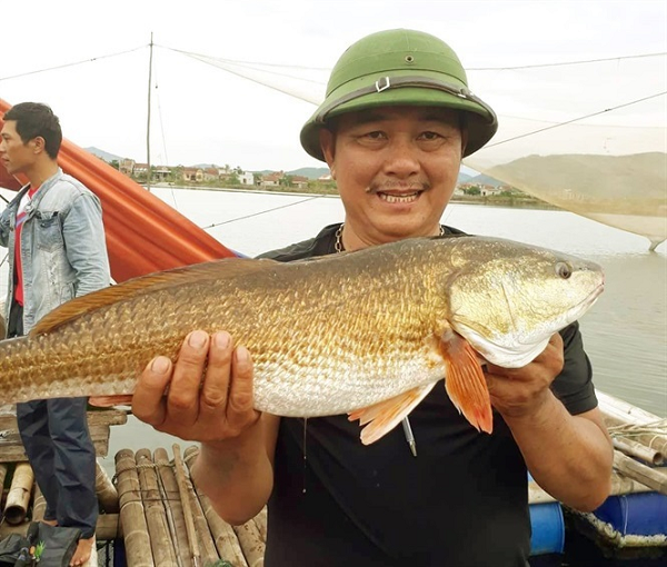Cá sủ vàng sinh sống ở biển, nhưng vào mùa sinh sản (tháng 1 - 4 và 9 - 10 âm lịch) nó sẽ bơi đến các vùng cửa sông nước lợ để đẻ.