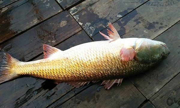 Đặc biệt, bong bóng cá sủ vàng được sử dụng làm chỉ khâu tự tiêu trong vi phẫu thuật và phẫu thuật nên có giá rất đắt, tới 45.000-55.000 USD/kg tùy theo độ dài của bóng.