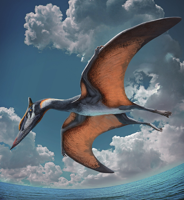 Do không hề có đối thủ trên không trung, Pterosaur thống trị toàn bộ lục địa và tiến hóa thành một số lượng khổng lồ các loài có hình dạng và kích thước khác nhau. Với hơn 120 loài đã được định danh, loài Pterosaur nhỏ nhất thậm chí nhỏ hơn cả chim sẻ, còn loài lớn nhất có sải cánh đến 40 feet (12 mét).