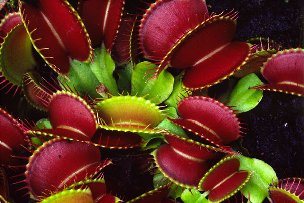 Bẫy ruồi Venus flytrap có tên khoa học là Dionaea muscipula, là loài cây ăn thịt nổi tiếng nhất thế giới. Chỉ cần côn trùng đậu và chạm vào hai sợi tóc này, lá cây lập tức ụp lại khiến cho côn trùng không thể thoát ra. Bên trong, chất phân hủy sẽ trào ra giết chết nạn nhân và biến chúng thành chất sinh dưỡng cho cây.