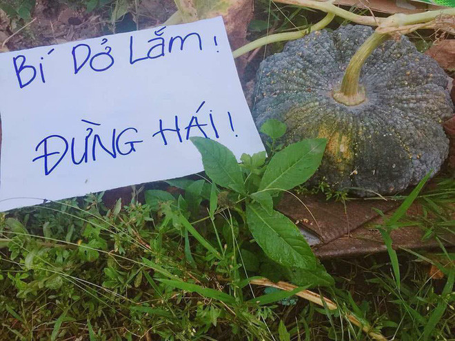 Một bức ảnh được chia sẻ trên mạng xã hội đã khiến nhiều người chú ý. Tấm hình chụp một quả bí khá to - dường như đã vào thời điểm có thể thu hoạch được và bên cạnh đó là tấm bìa viết lời "kêu gọi" khá dễ thương: "Bí dở lắm, đừng hái".